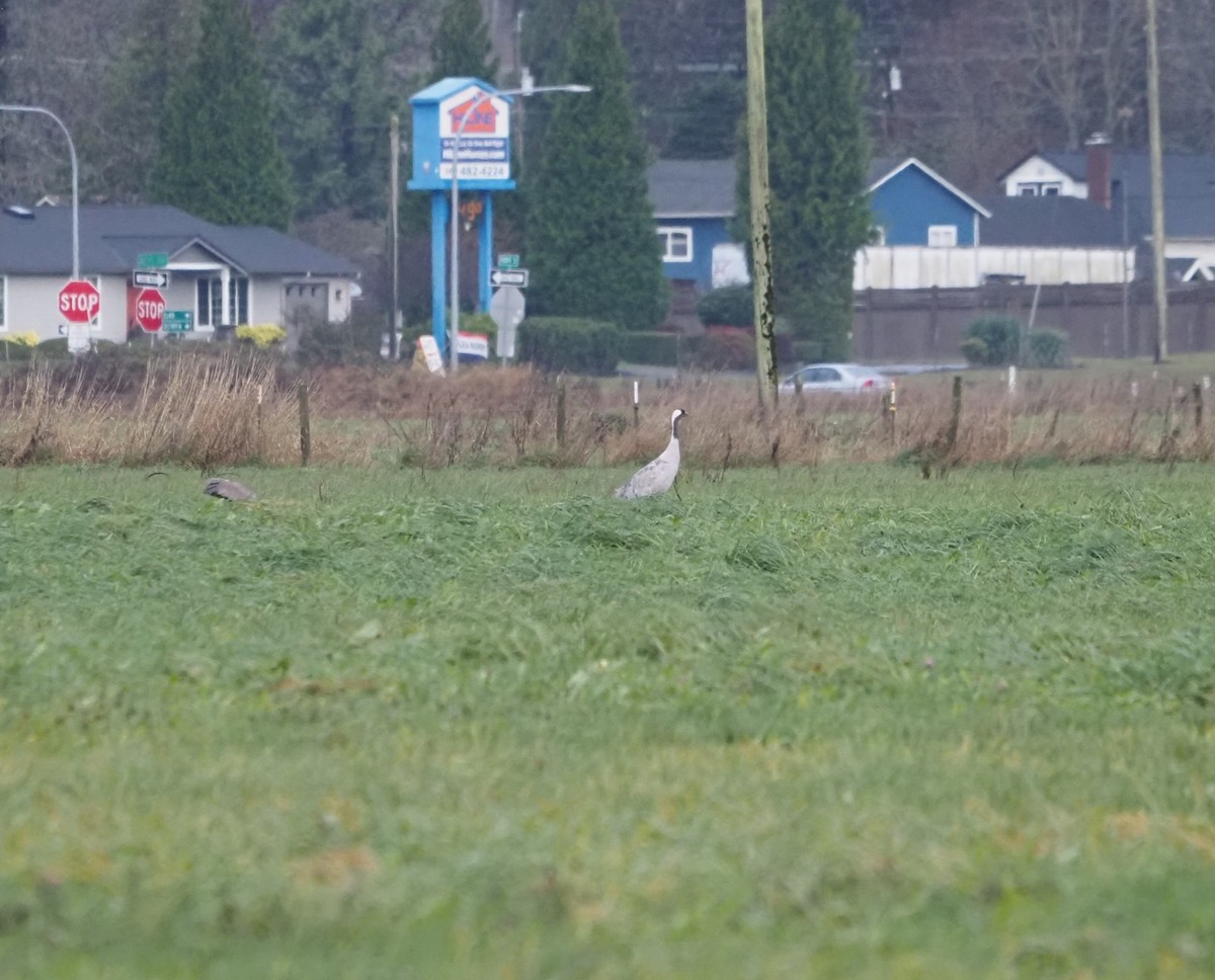 Common Crane - ML646474545