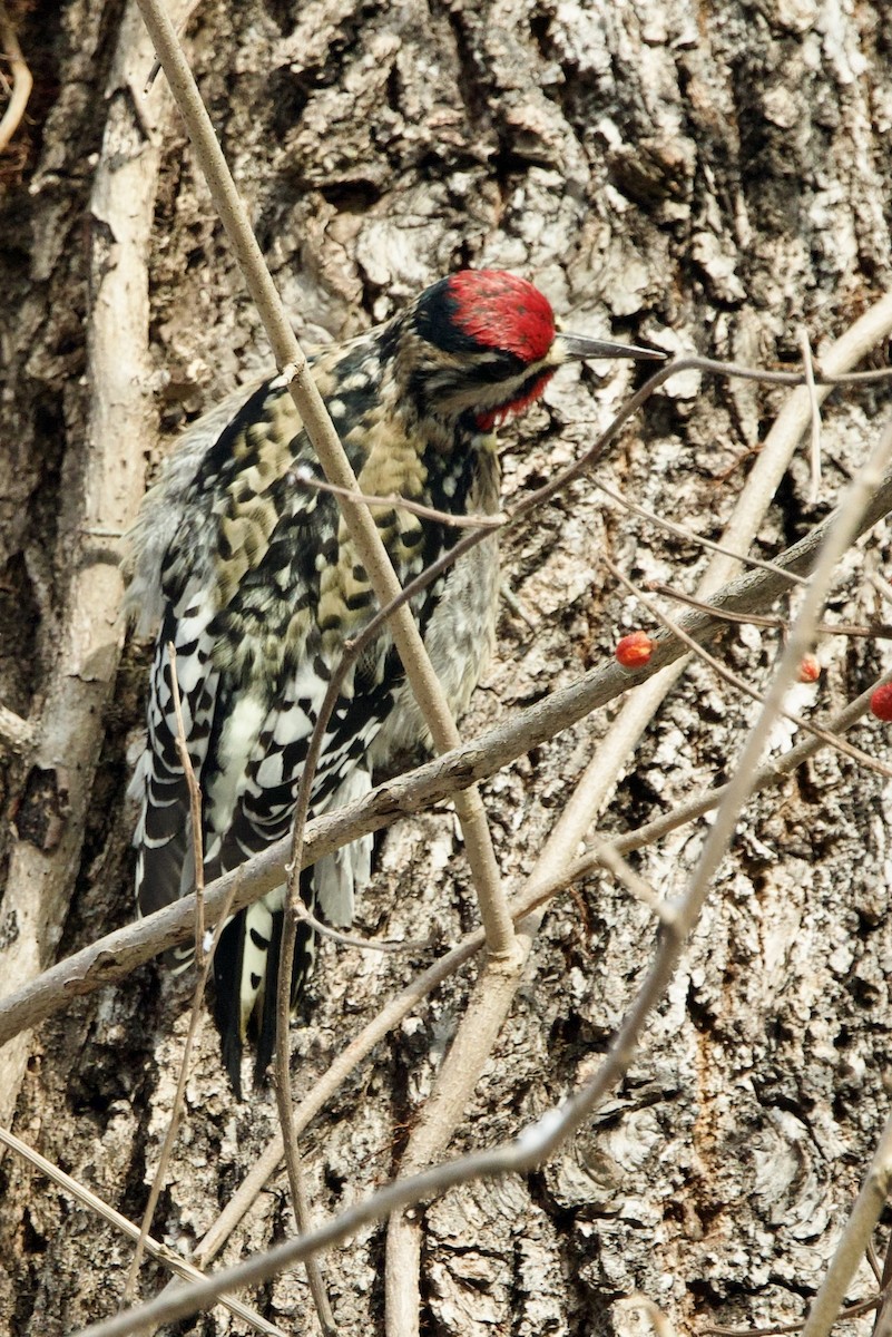 Yellow-bellied Sapsucker - ML646474548