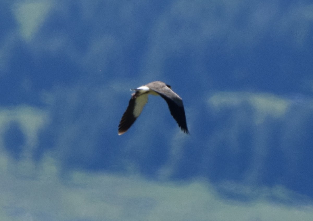 Hegabera maskaraduna - ML646474549