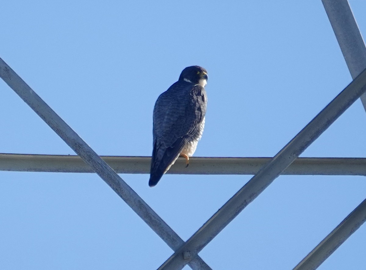 Falco pellegrino - ML646474550