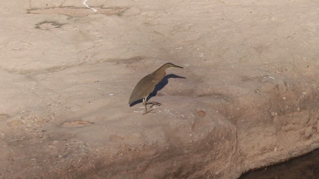 bukač středoamerický - ML646474552