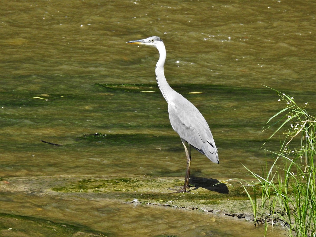 Gray Heron - ML646474556