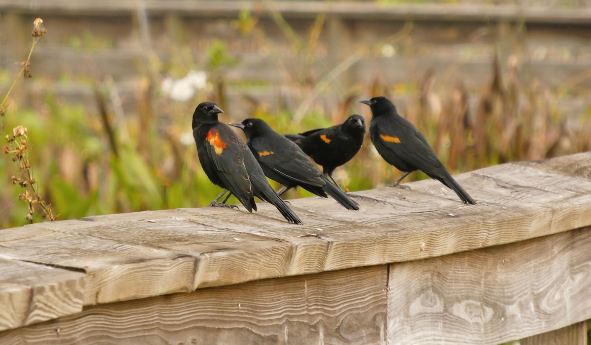 vlhovec červenokřídlý - ML646474557