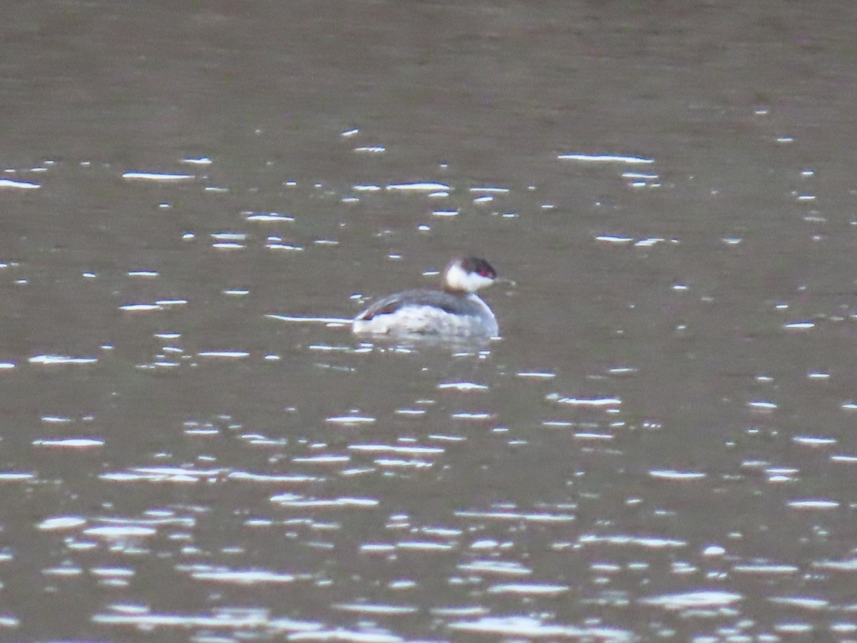 Horned Grebe - ML646474566