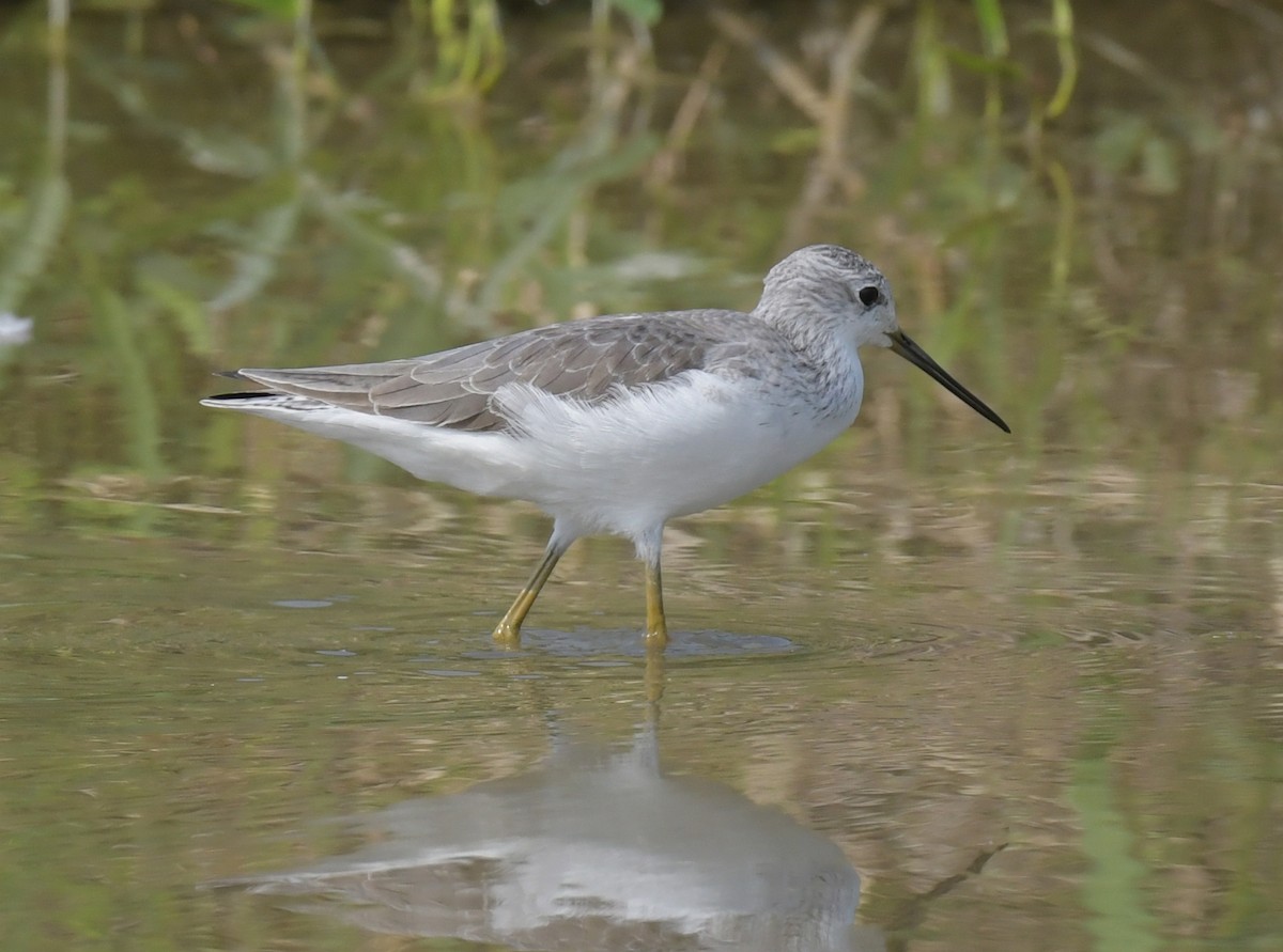 Marsh Sandpiper - ML646474568