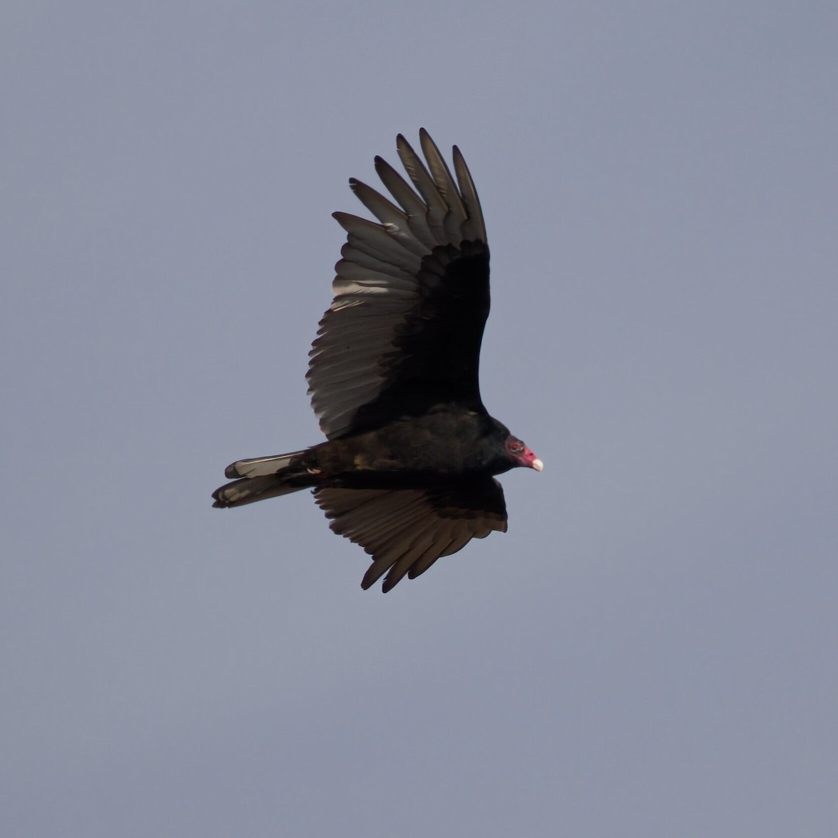 Turkey Vulture - ML646474569