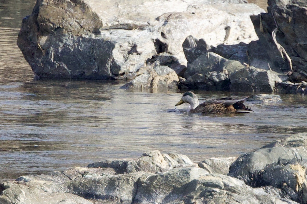Mallard x American Black Duck (hybrid) - ML646474570