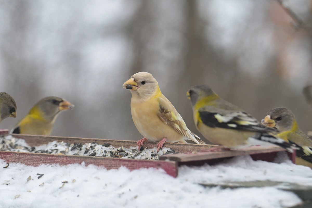 Evening Grosbeak - ML646474571