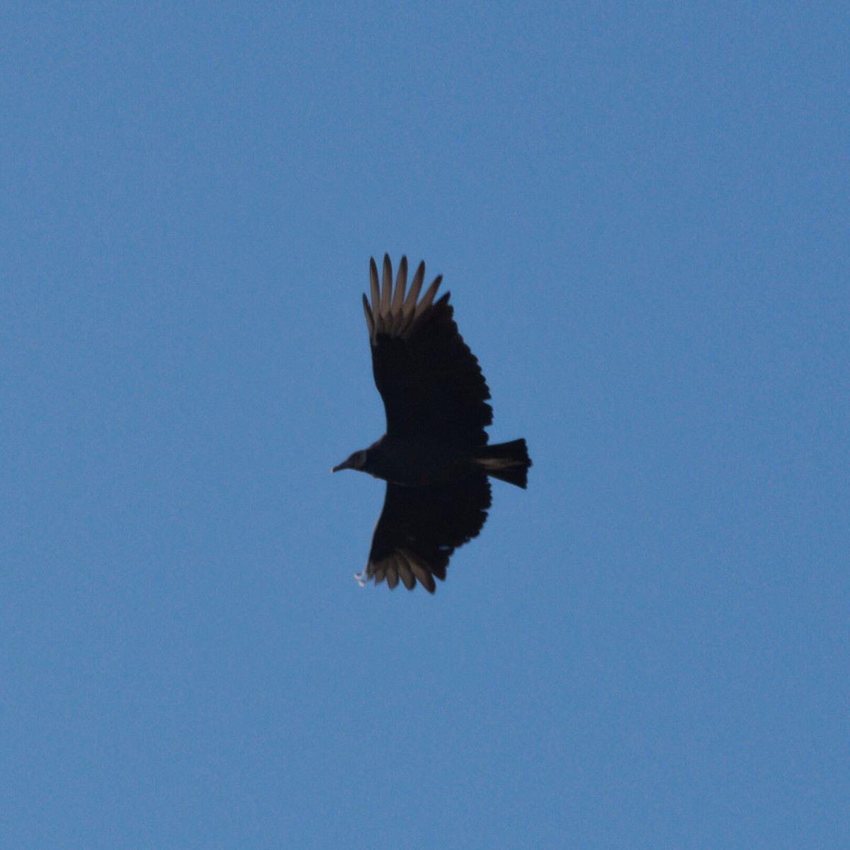 Black Vulture - ML646474572