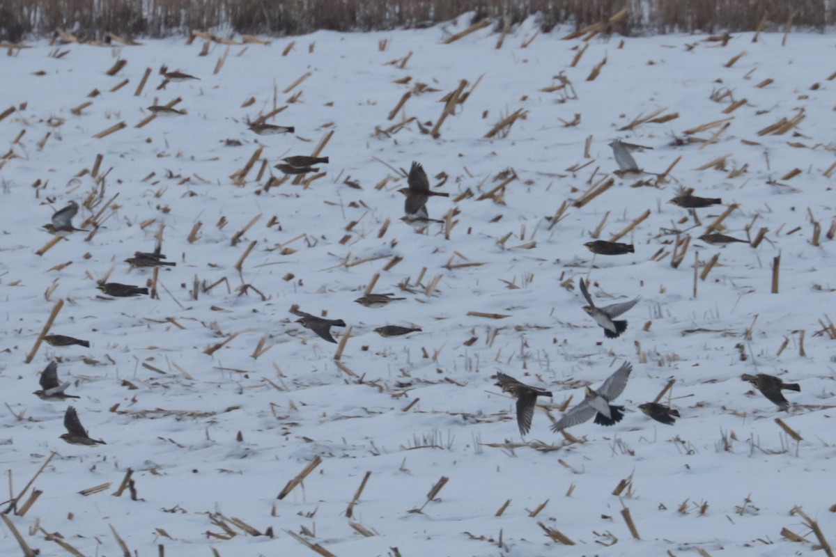 Horned Lark - ML646474575