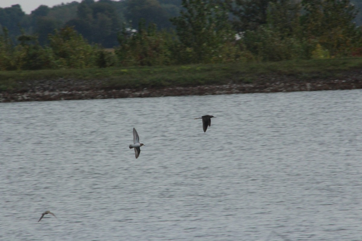 Kuliska hankahori handia - ML646474577