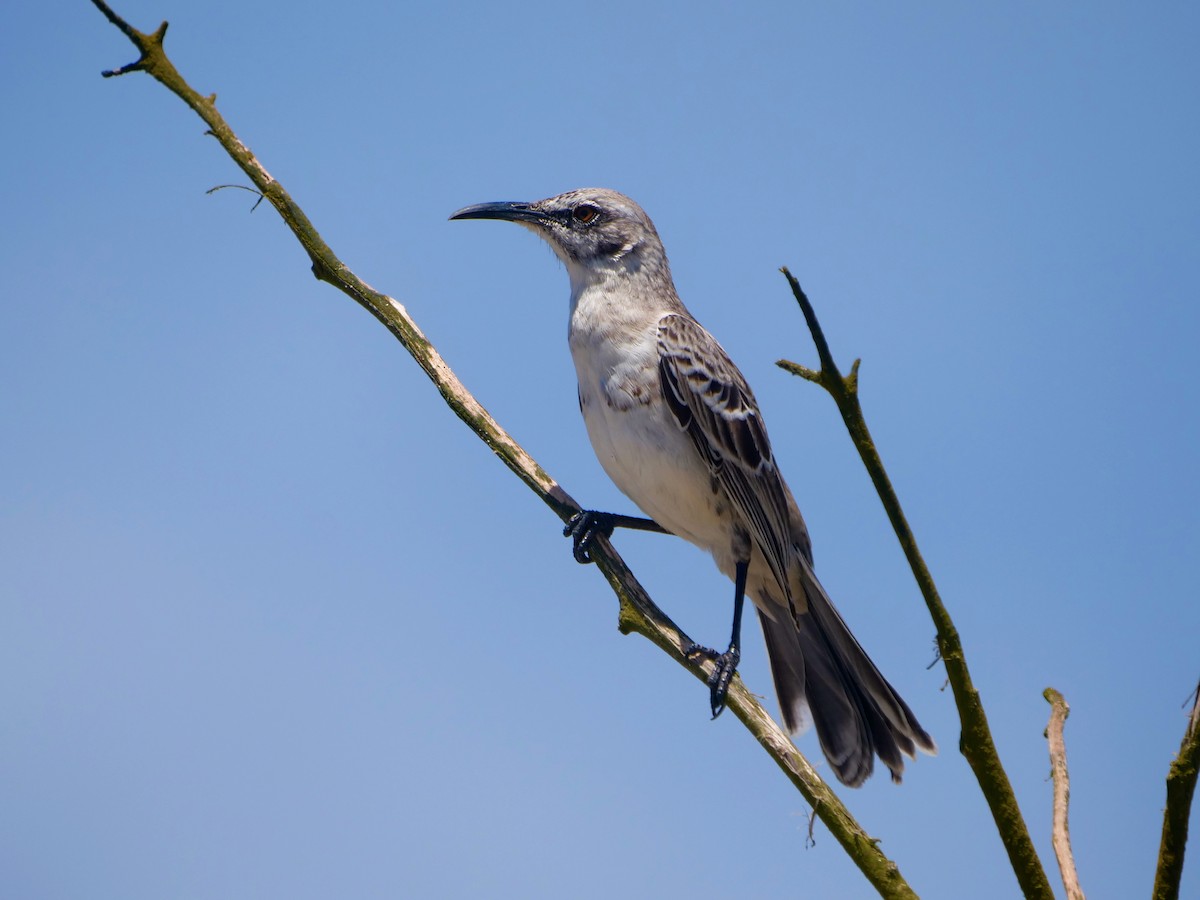 drozdec velkozobý - ML646474580