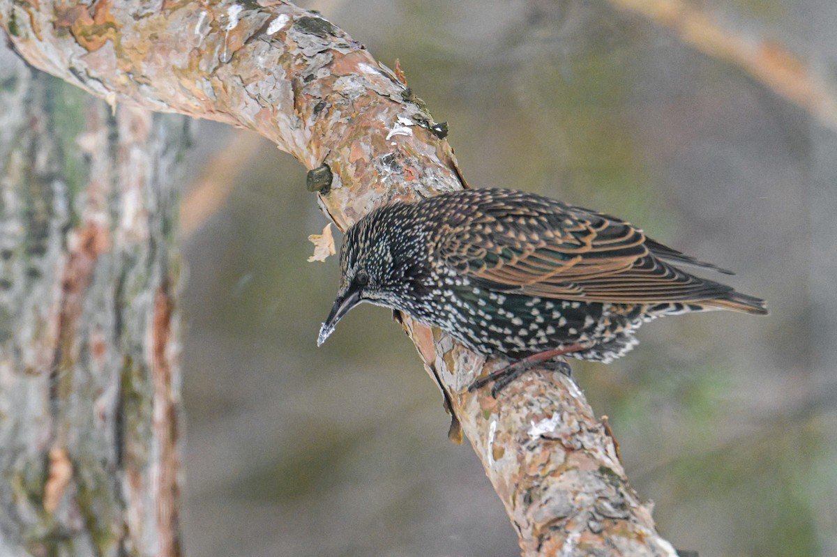 European Starling - ML646474583