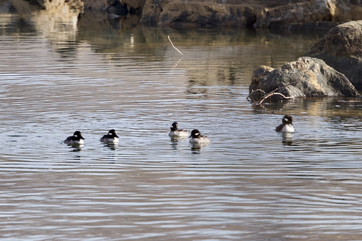Bufflehead - ML646474587