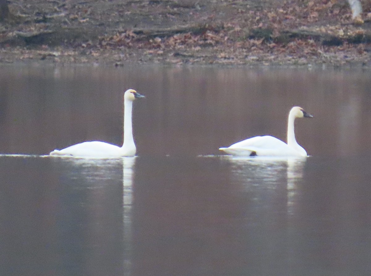 Tundra Swan - ML646474588