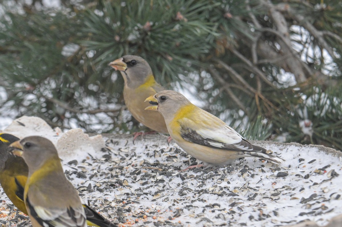 Evening Grosbeak - ML646474594