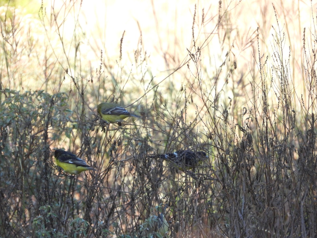 Lesser Goldfinch - ML646474595