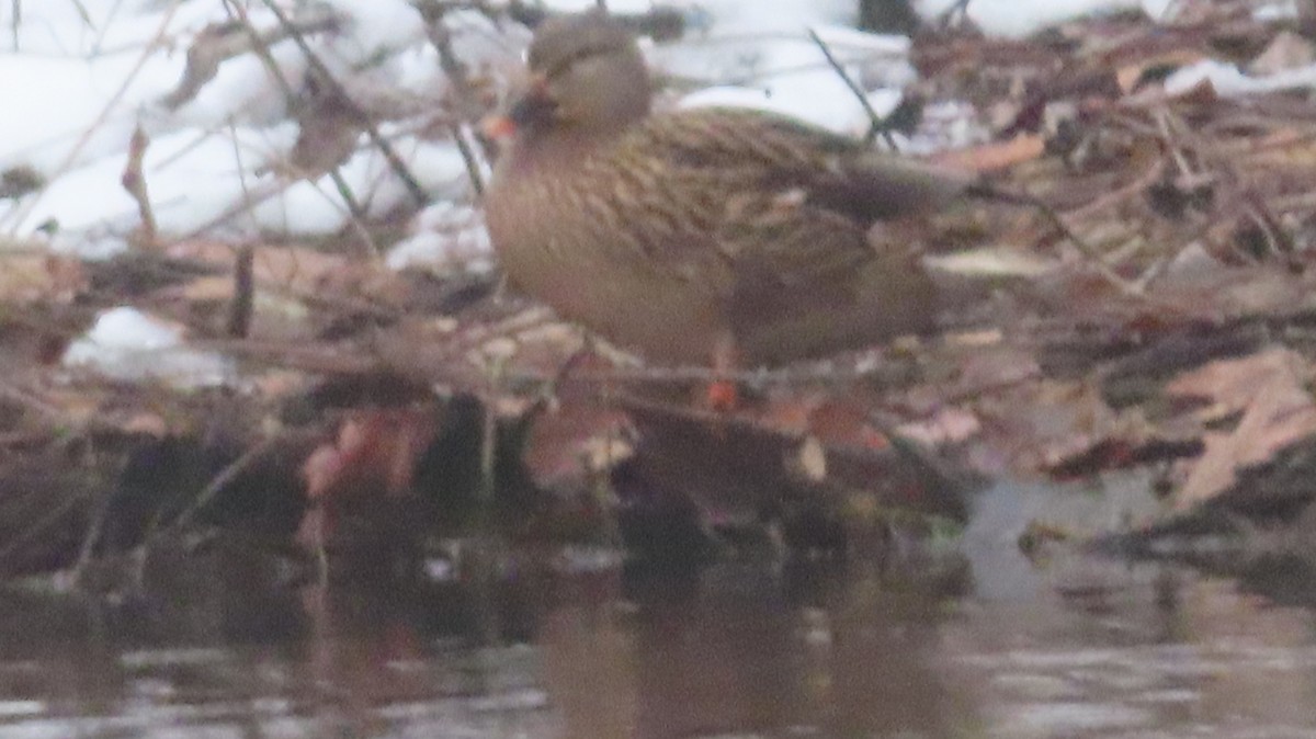 Mallard - ML646474598