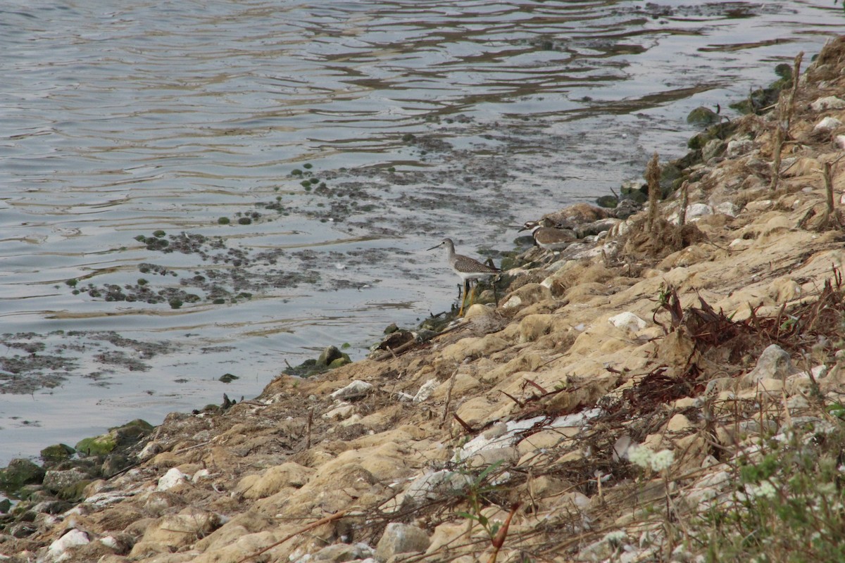 Kuliska hankahori handia - ML646474599