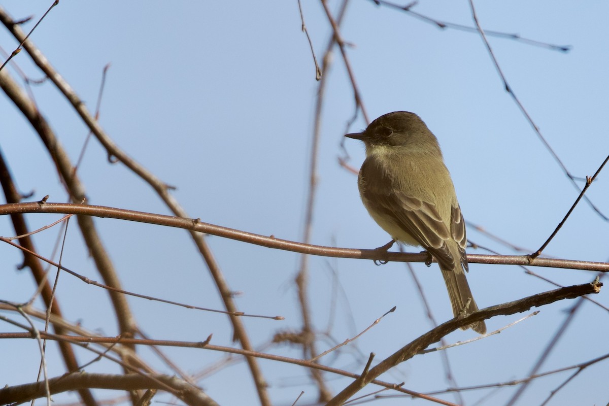 Eastern Phoebe - ML646474600