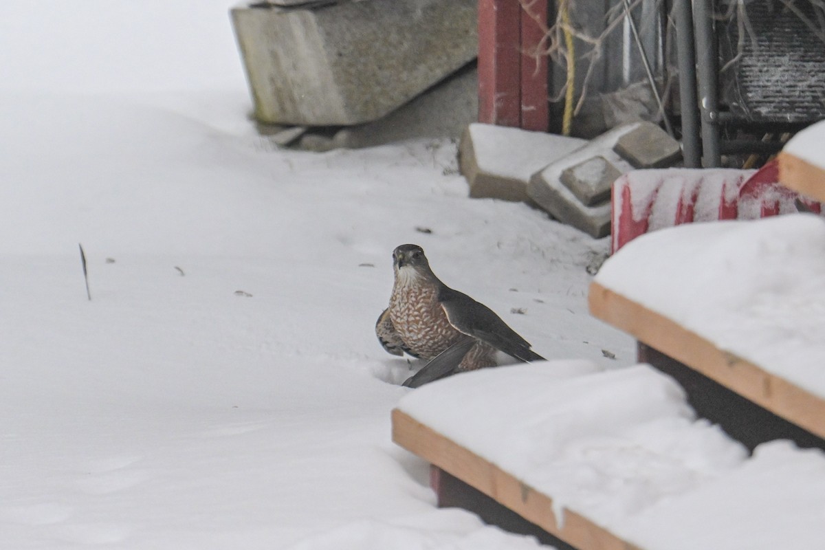 Cooper's Hawk - ML646474601