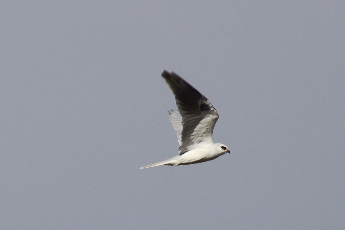 White-tailed Kite - ML646474602