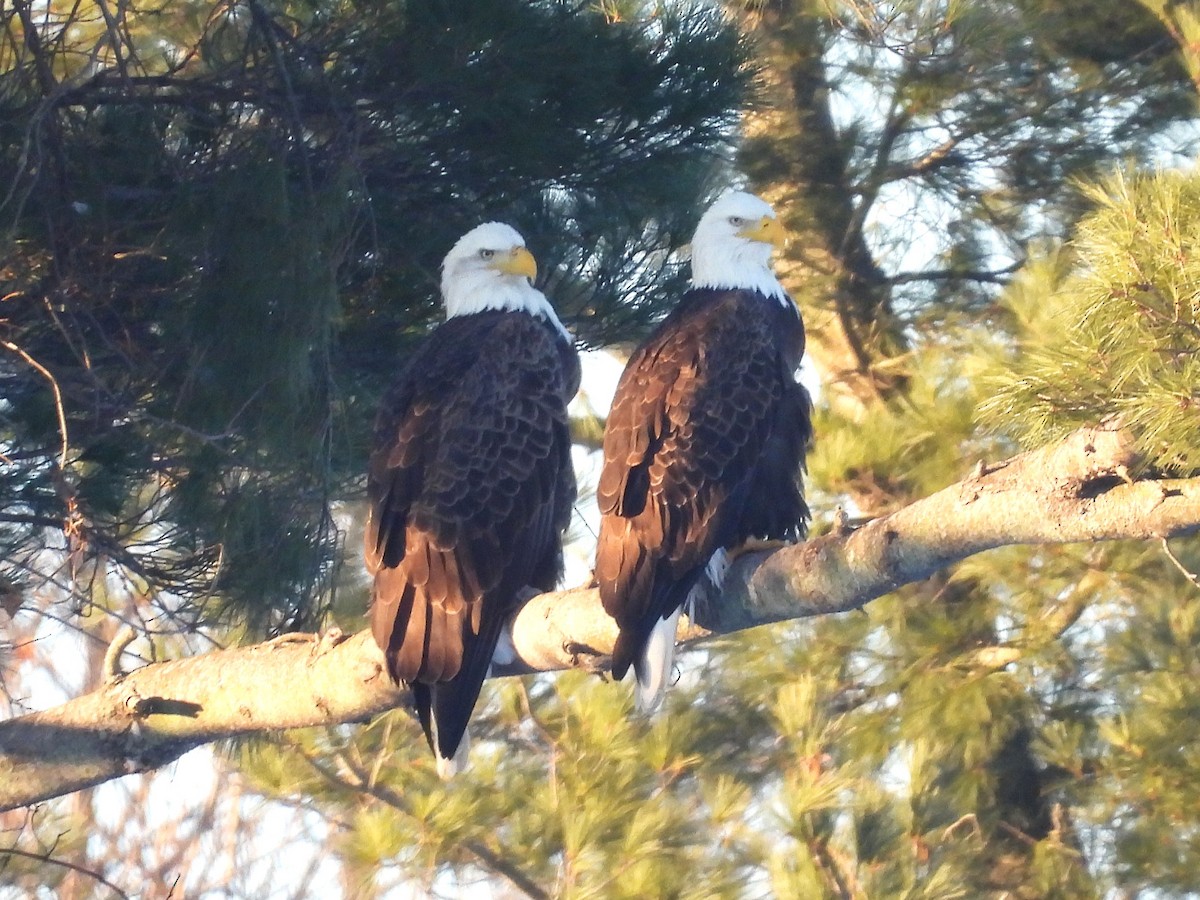 Орлан білоголовий - ML646474603