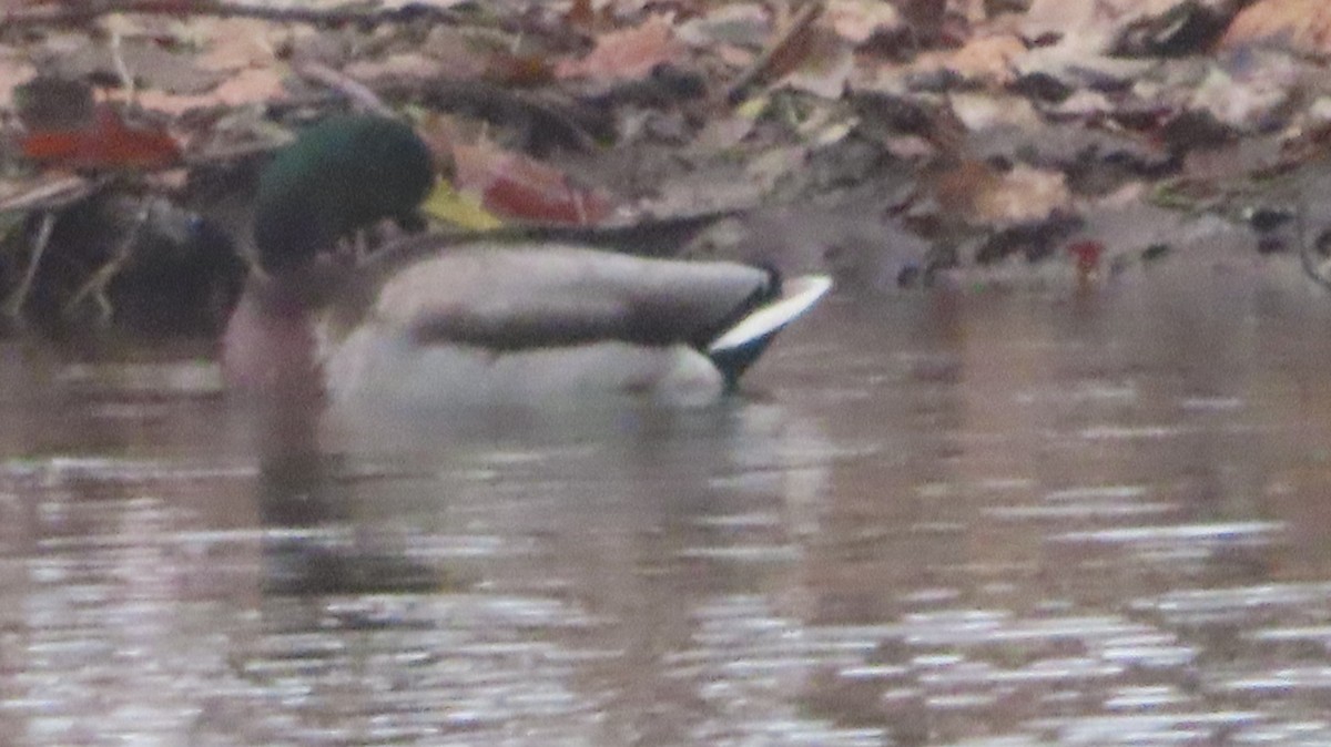 Mallard - ML646474604