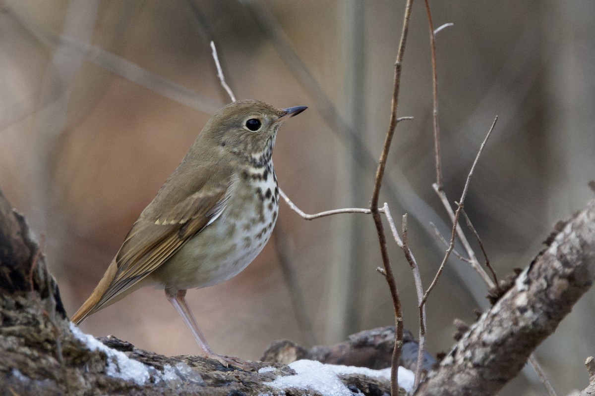 Hermit Thrush (faxoni/crymophilus) - ML646474606
