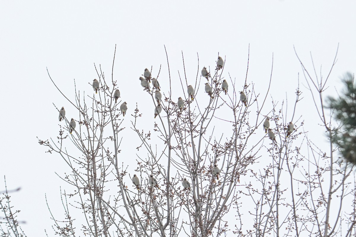 Bohemian Waxwing - ML646474612