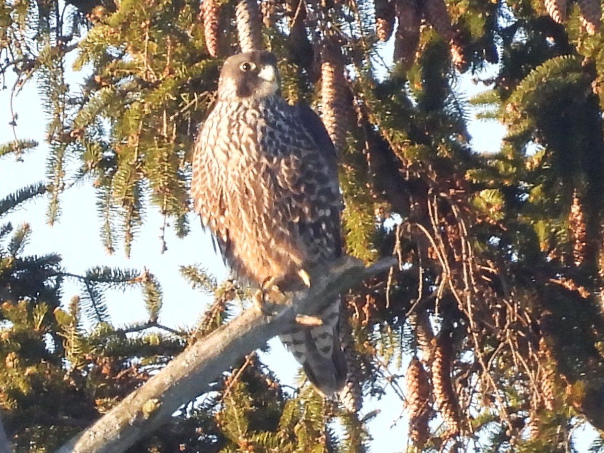 Peregrine Falcon - ML646474615