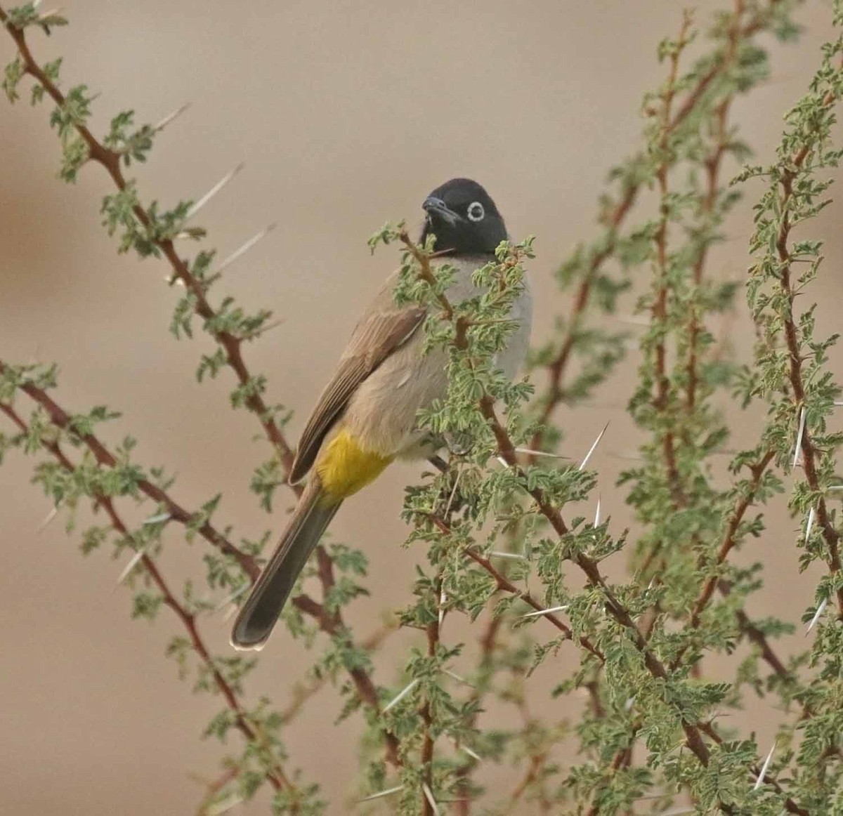 Bulbul d'Arabie - ML646474617