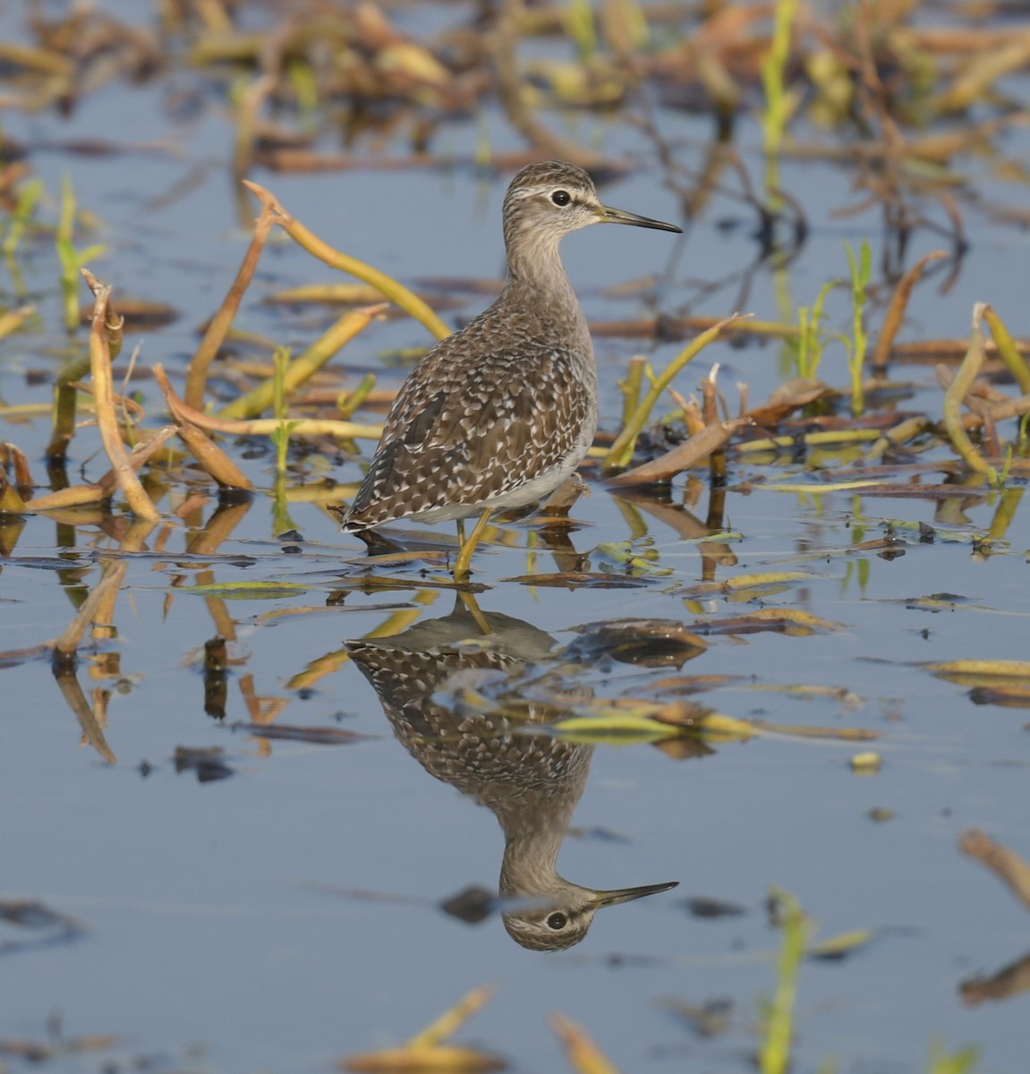 Wood Sandpiper - ML646474618