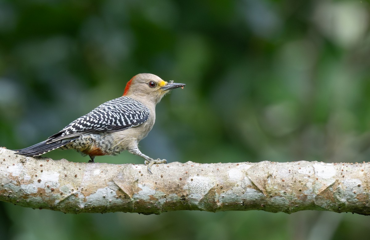 datel yukatanský - ML646474619