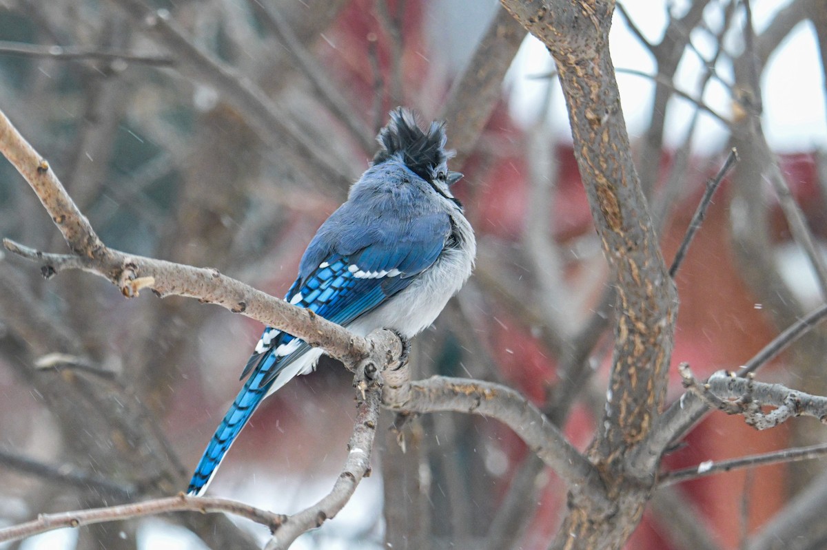 Blue Jay - ML646474620