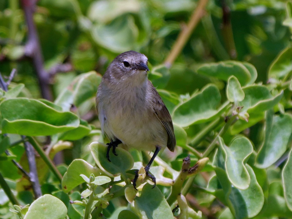 Gray Warbler-Finch - ML646474622