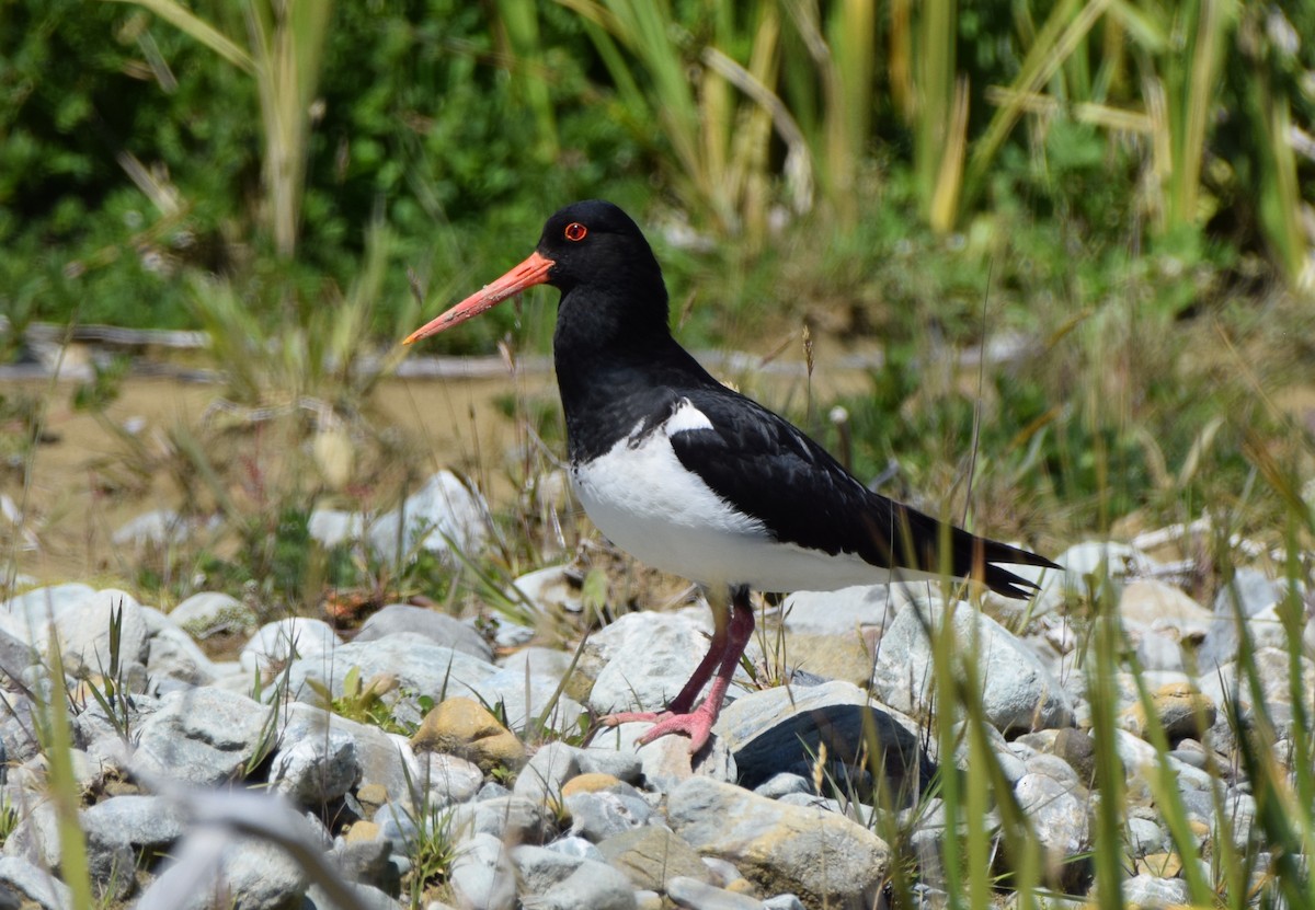 South Island Oystercatcher - ML646474623