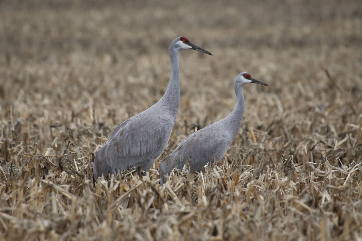 Sandhill Crane - ML646474627