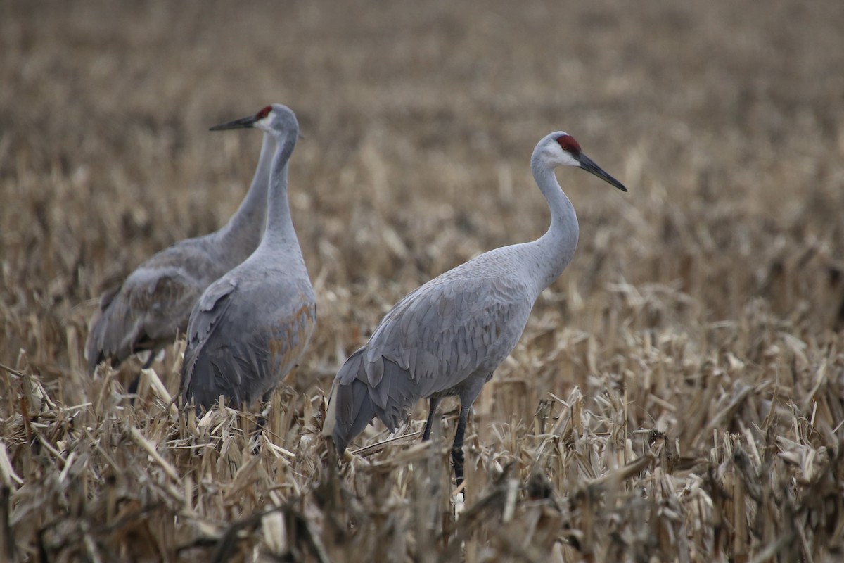 Sandhill Crane - ML646474628