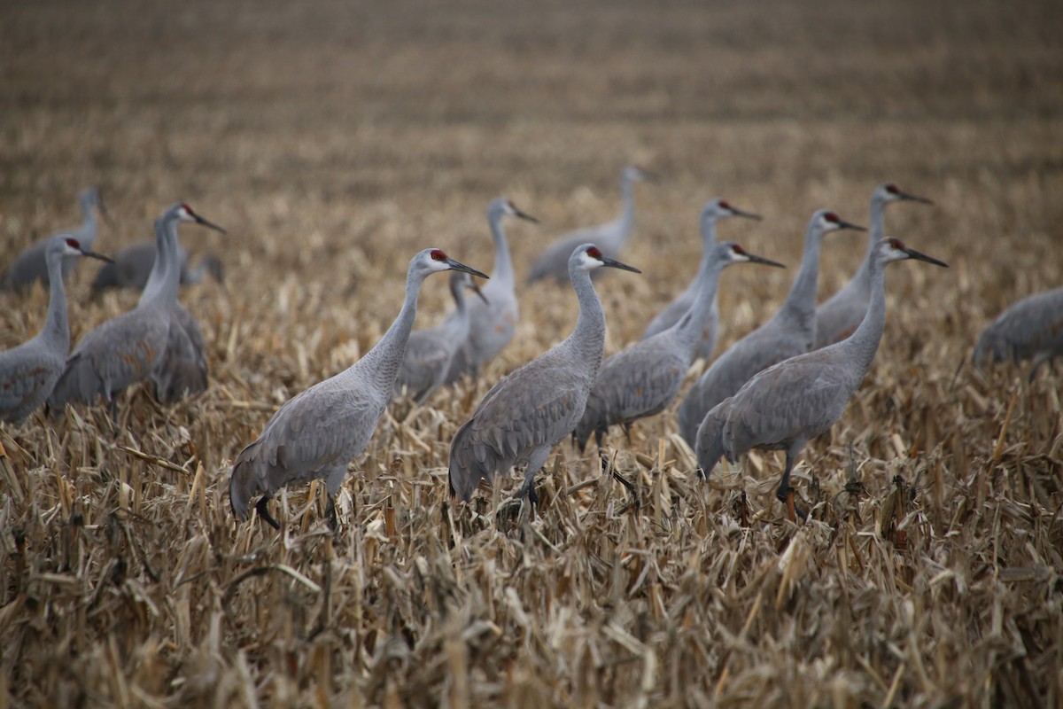 Sandhill Crane - ML646474630