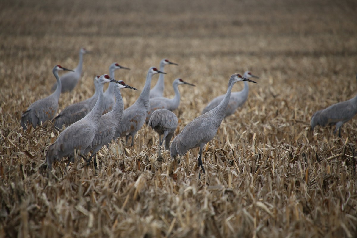 Sandhill Crane - ML646474631