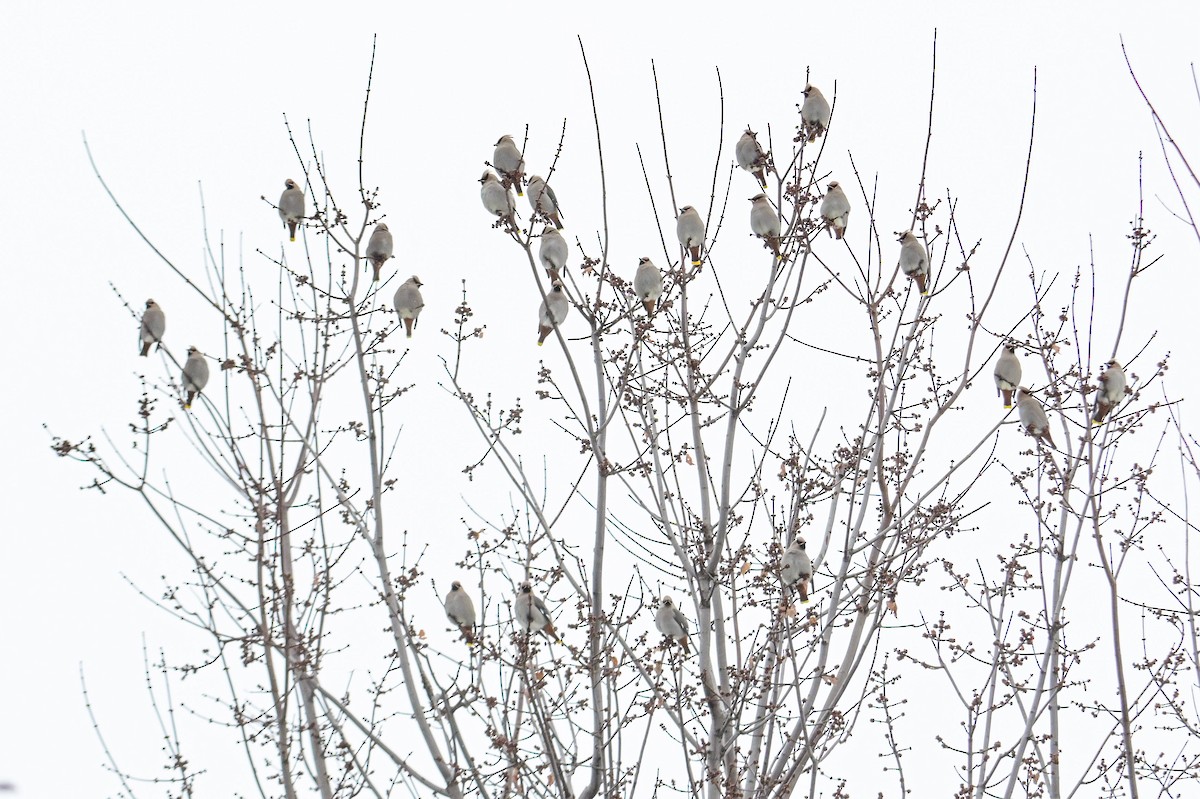 Bohemian Waxwing - ML646474633