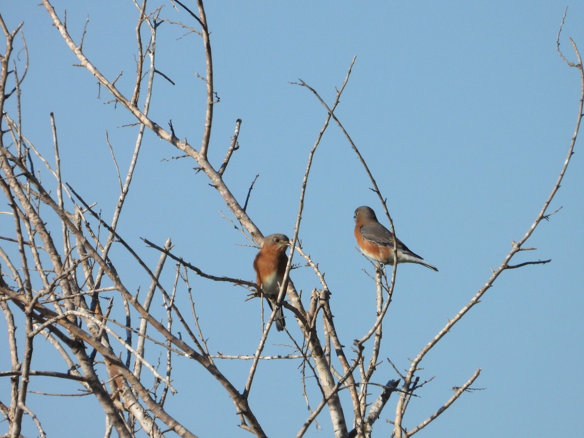 Eastern Bluebird - ML646474634