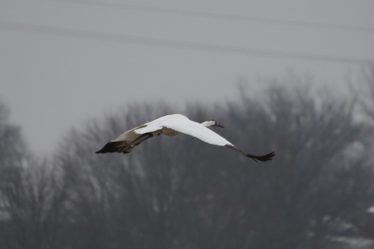 Whooping Crane - ML646474635