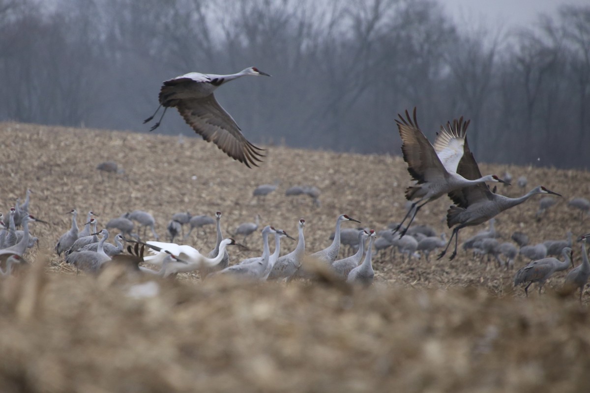 Whooping Crane - ML646474636