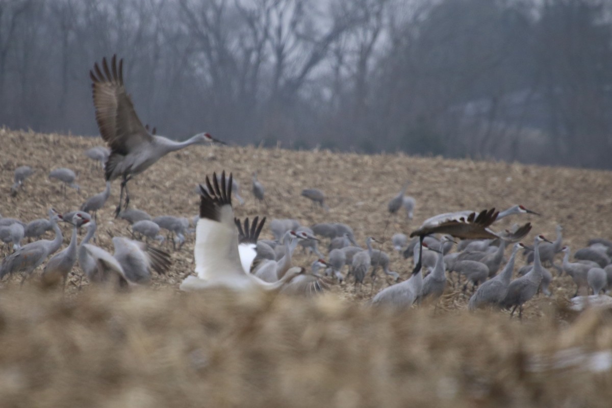 Whooping Crane - ML646474637