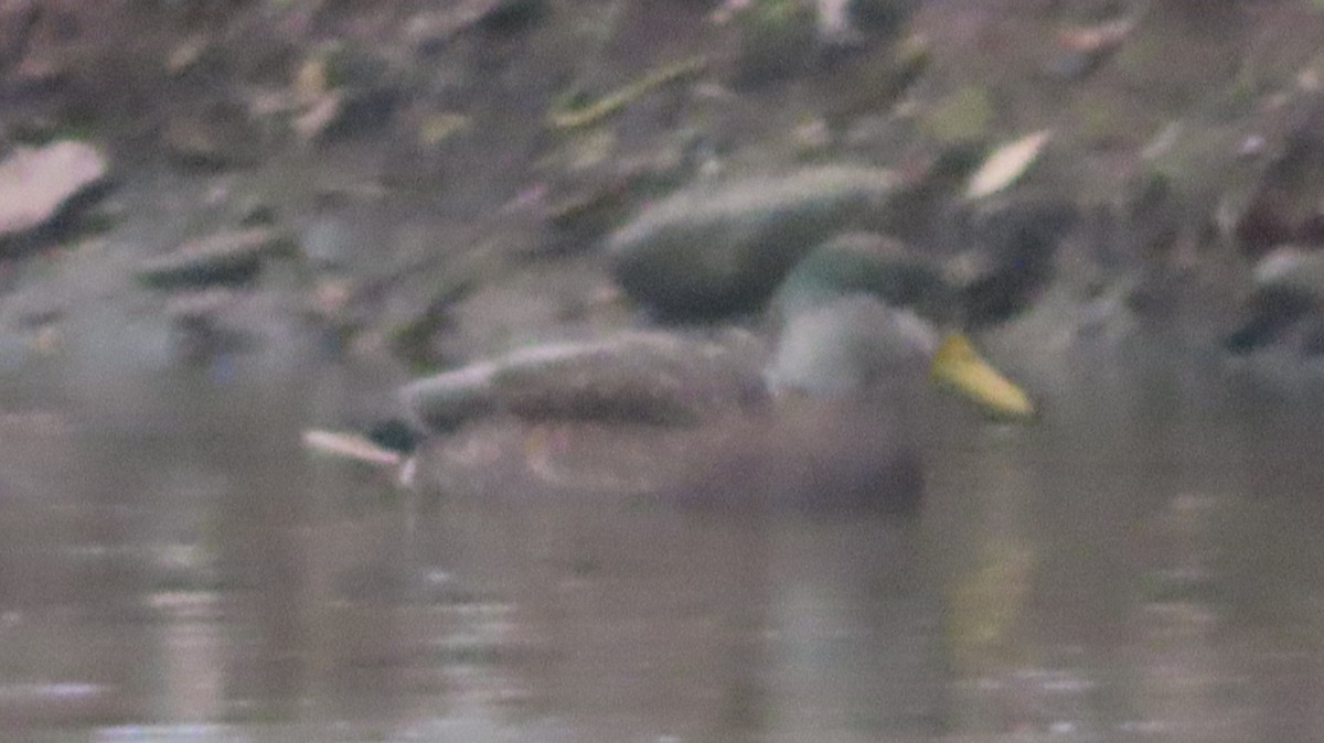 Mallard x American Black Duck (hybrid) - ML646474638