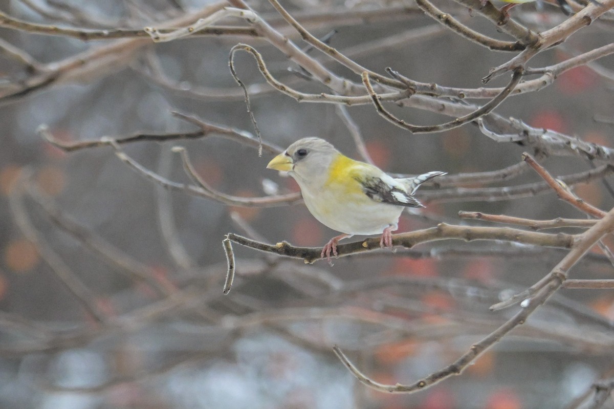 Evening Grosbeak - ML646474640