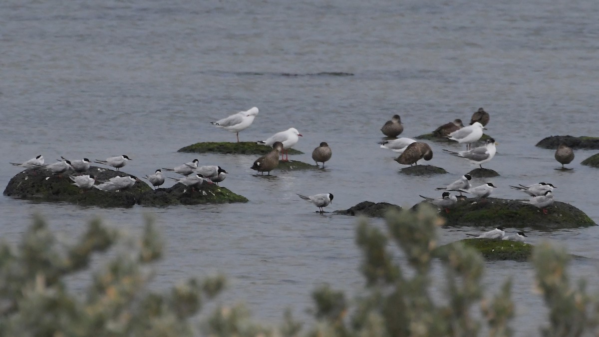 Белощёкая крачка - ML646474642