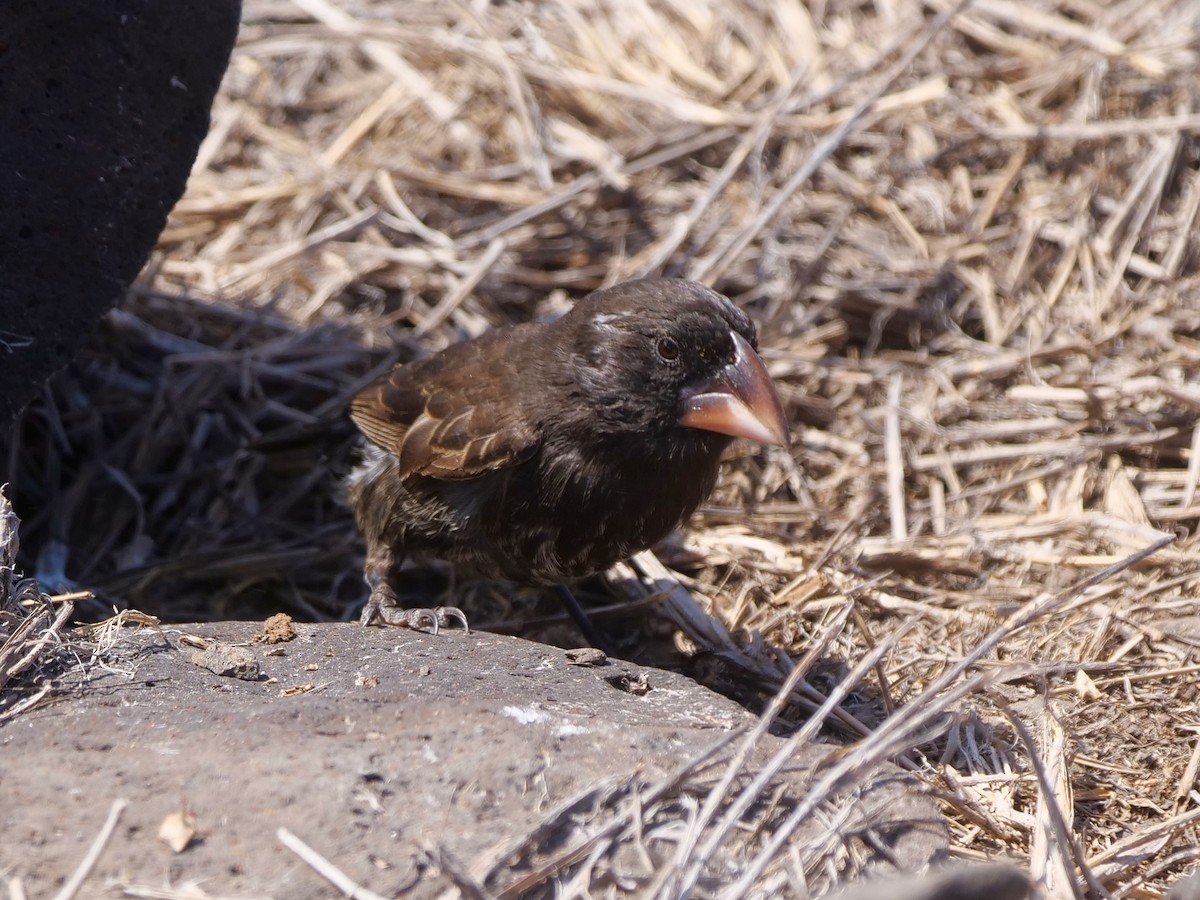 Española Ground-Finch - ML646474646